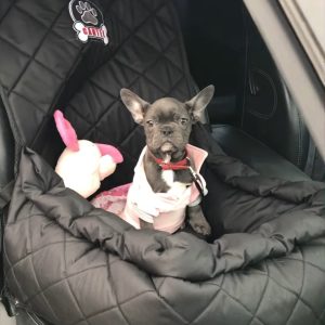 Автокрісло для песика